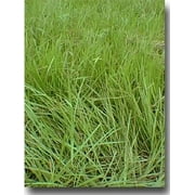 Pensacola Bahia Grass Seed (Coated) - 10 Lbs.