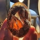 thumbnail image 4 of Huevo de dragón de resina transparente de cristal Drogon, 1 pieza, 4 of 5