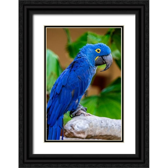 Engelbrecht, Jim 17x24 Black Ornate Wood Framed with Double Matting Museum Art Print Titled - Hyacinth Macaw