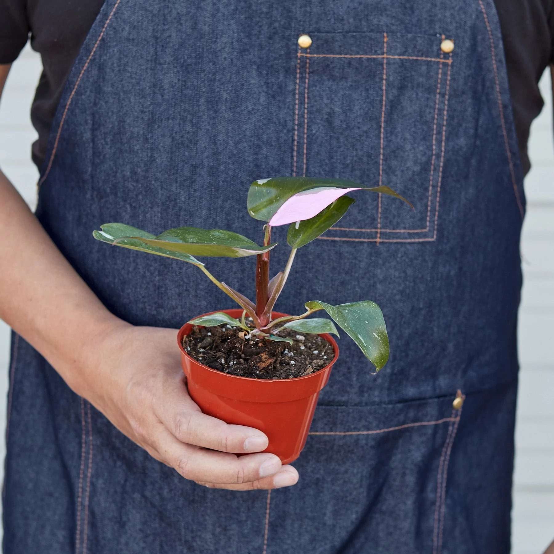 Philodendron Pink Princess Live Plant for Indoor | Different Houseplants in 4'' & 6'' Pot | Real House Plant for Living Room, Office, Desk & Bathroom | Erubescens