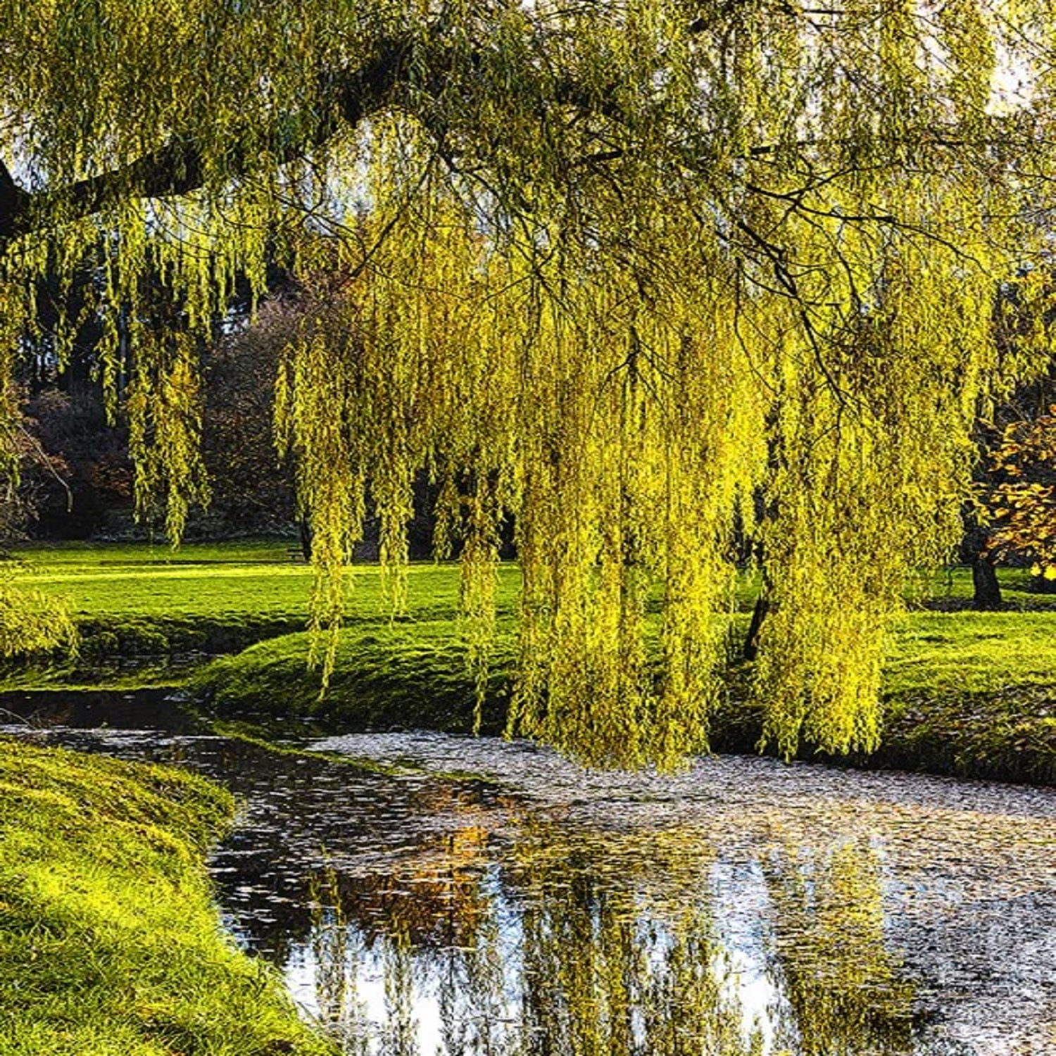 Expert Gardener 2-3 ft Weeping Willow Tree Live in 5- Gallon Grower Pot
