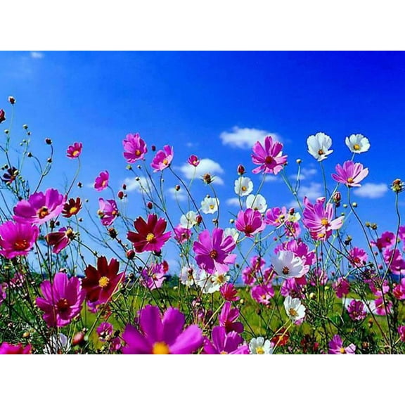 Seedville 350 Cosmos Sensation Flower Seed, Attracts Bees and Butterflies