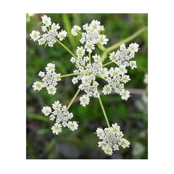 Caraway Great Herb by Seed Kingdom Bulk 10,000 Seeds