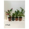 Crepe Myrtle Trees White s Quart Containers FIBROUS Root System Grown by Crape