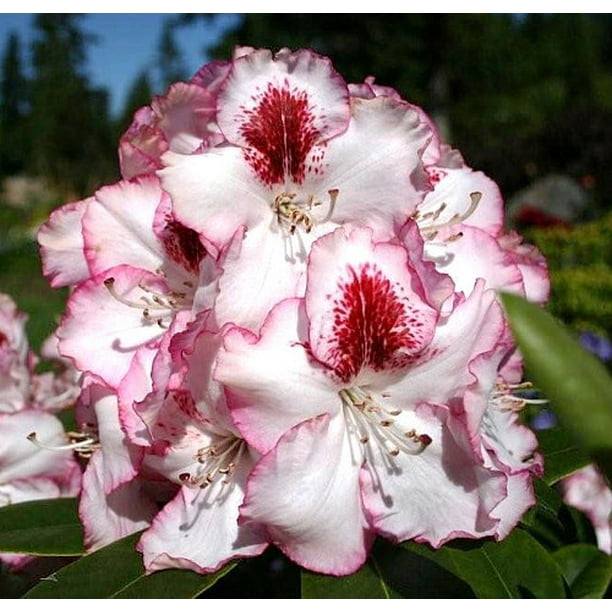 Cherry Cheesecake Rhododendron Compact/Easy to Grow 4" Pot