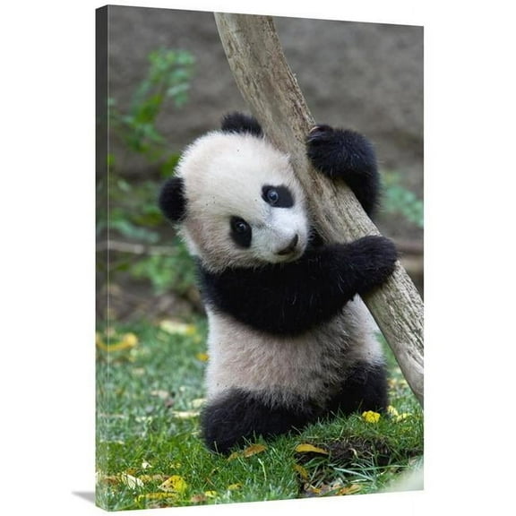 24 x 36 in. Giant Panda Cub, Native to China Art Print - San Diego Zoo