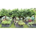 thumbnail image 5 of 24 Assorted Vegetable & Herb Seed Packets – Garden Starter Variety Pack (Lettuce, Cucumber, Broccoli & More), 5 of 8