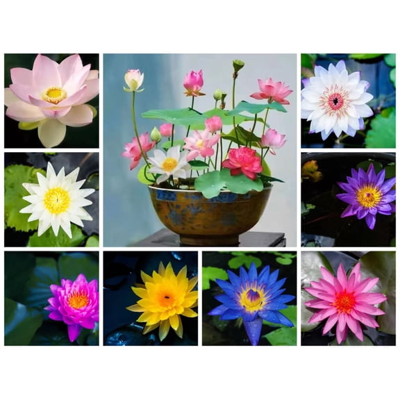 60 Pcs Mixed Lotus Seeds for Bowl Water Planting – Non-GMO Water Lily Flower Seeds, Bonsai Pond Lotus for Indoor Outdoor Garden, Easy Grow Aquatic Plant Variety