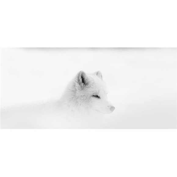 Posterazzi DPI12305429 Loup Arctique Canis Lupus Arctos pendant une Tempête de Neige - Montebello Quebec Canada Affiche Imprimée par Dominic Marcoux, 20 x 9