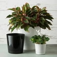 thumbnail image 5 of Root & Vessel Majestic Full Depth Cylinder Planter, White, 8", 5 of 5
