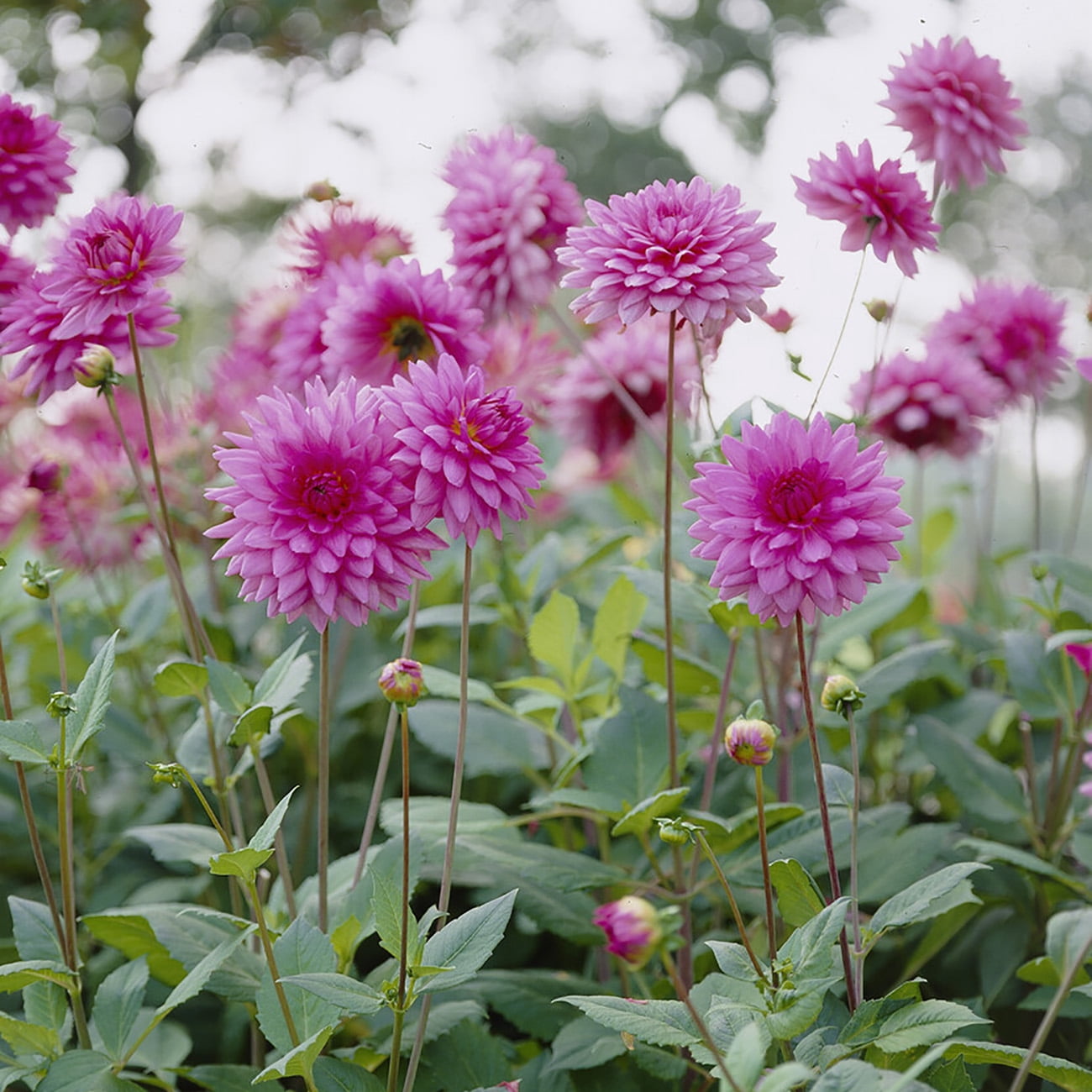 Van Zyverden Dahlias Rosella, 5 Bulbs, Pink, Full Sun, Annual, Flowering