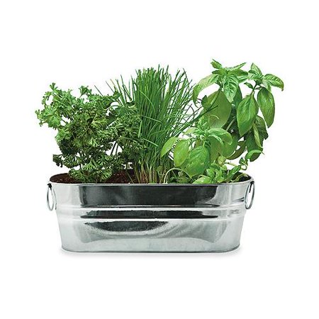 Upc 698942943303 Buzzy Inc Kitchen Herb Windowsill Grow Kit