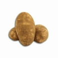 thumbnail image 3 of 2 Pounds Russet Potato Tubers Seed Potatoes Russet Potato Seeds Brown Seeds Potatoes  for Garden & Planting, 3 of 6