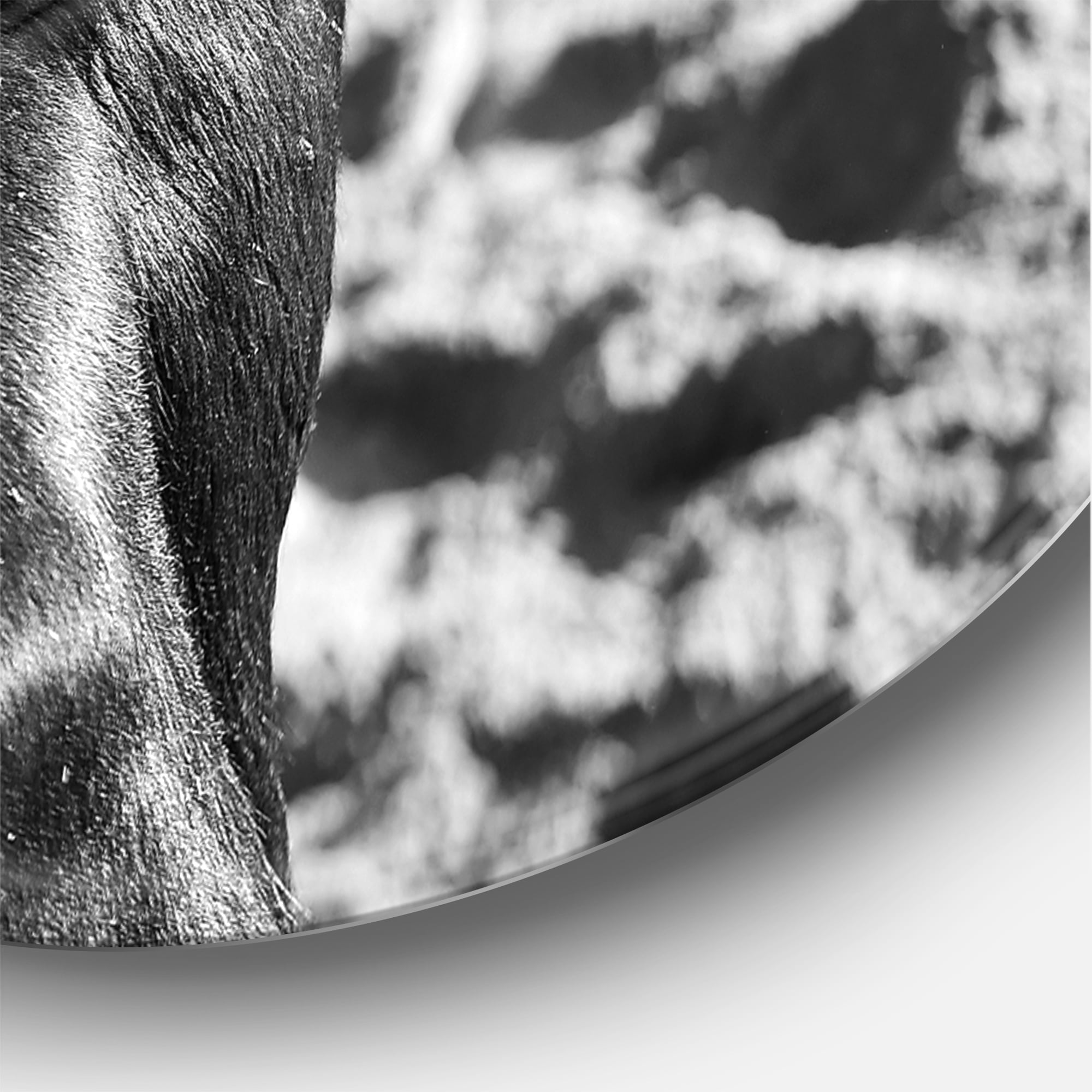 Designart 'Black and White Portrait Of A Spanish Bull II' Farmhouse Circle Metal Wall Art 23x23 - Disc of 23