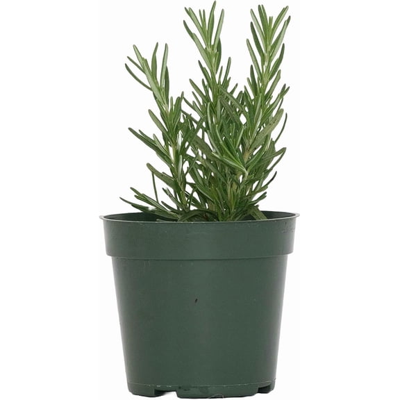 1 Tuscan Blue Rosemary, Live Plant – Thriving in 4” Nursery Pot – Fragrant, Hardy & Perfect for Culinary, Aromatic, and Ornamental Use