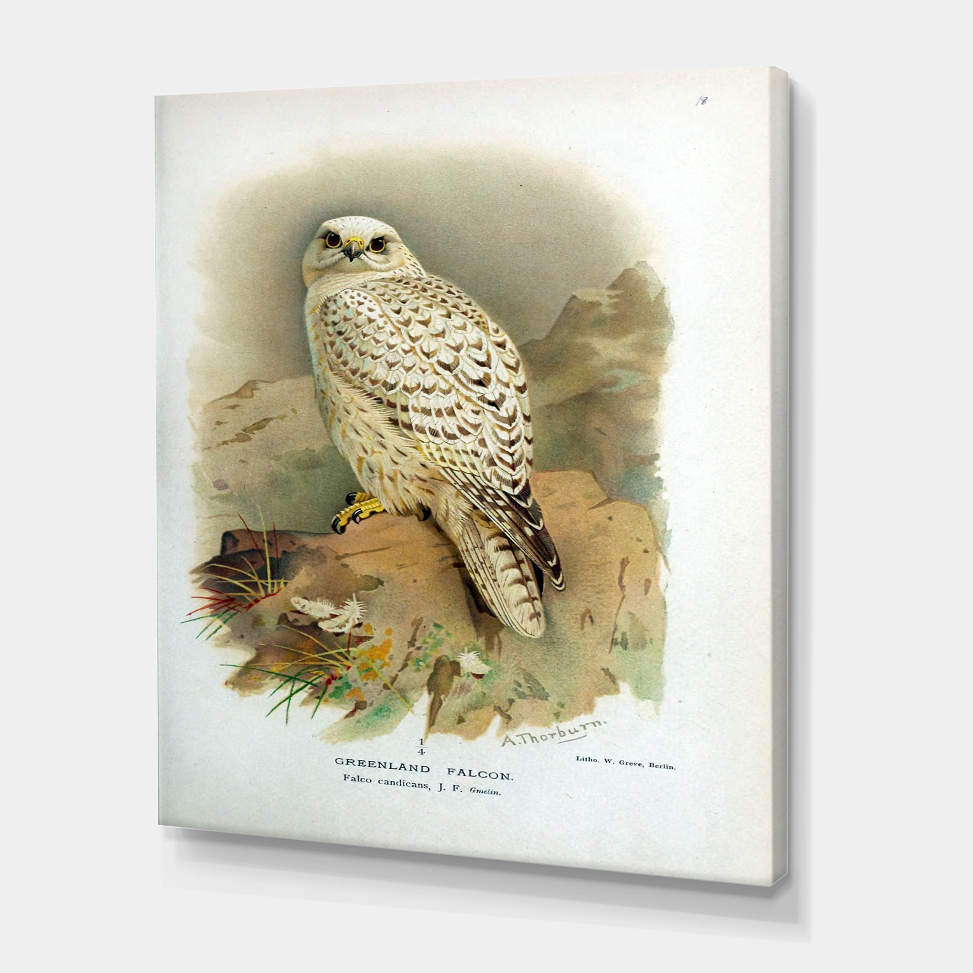 Designart ' Ancient Bird Life VII ' Traditional Canvas Wall Art Print