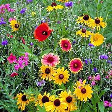- The Dirty Gardener Northeast Wildflower Seed Mix - .5 Pounds