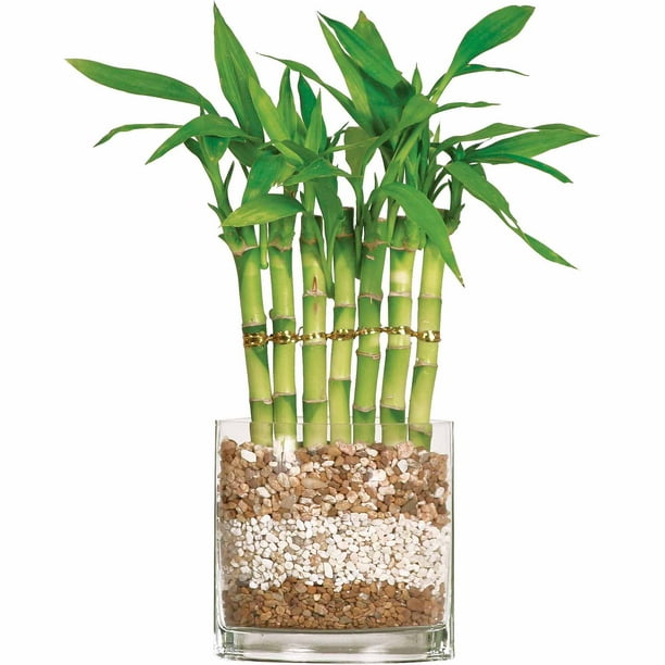 Brussel's Lucky Bamboo 7 Stalk Curly Small (Indoor)