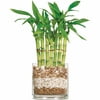Brussel's Lucky Bamboo 7 Stalk Curly - Small - (Indoor)