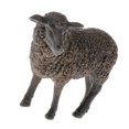 thumbnail image 4 of VONKY Realistic Plastic Animal Figure Simualtion Model Toys Black Sheep, 4 of 8