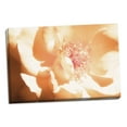 thumbnail image 1 of Gango Home Decor Melon Rose I by Alan Hausenflock (Ready to Hang); One 36x24in Hand-Stretched Canvas, 1 of 4