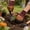 Brown, variant on Gardening Gloves with Claws for Digging Planting Weeding, Waterproof Garden Work Gloves with Fingertip Claws for Men Women Gardeners