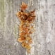 thumbnail image 2 of Planta Vid Hoja De Arce Artificial Macetas Colgantes Ornamentos Decorativos Pared naranja, 2 of 9