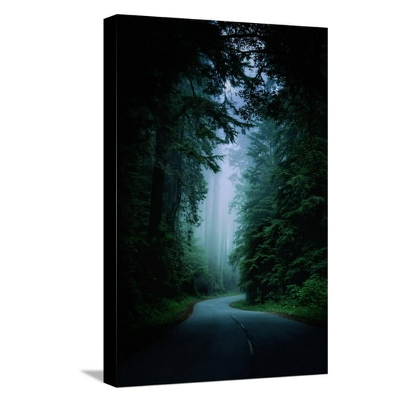 Art.com Road Light Redwood Forest California Coast Mystical Mist Stretched Canvas Print Wall Art by Vincent James, 12" x 18"