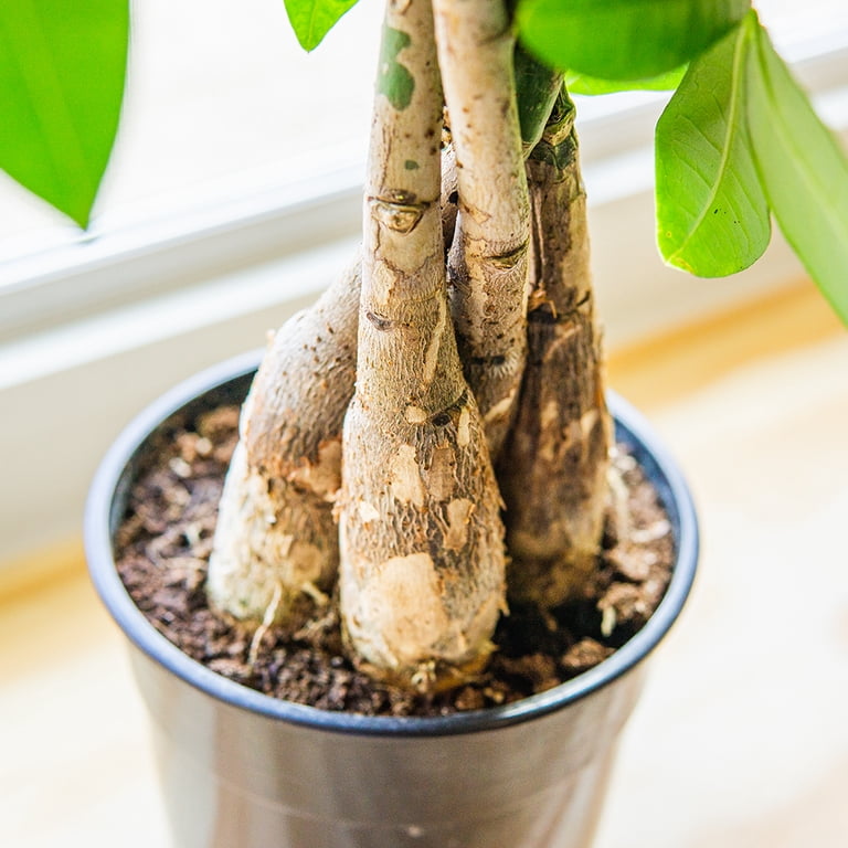 Liquid Money Tree Fertilizer 8oz. of Premium Concentrated Indoor and  Outdoor Pachira Aquatica Fertilizer, Use with Containerized Houseplant Money  Trees - Walmart.com