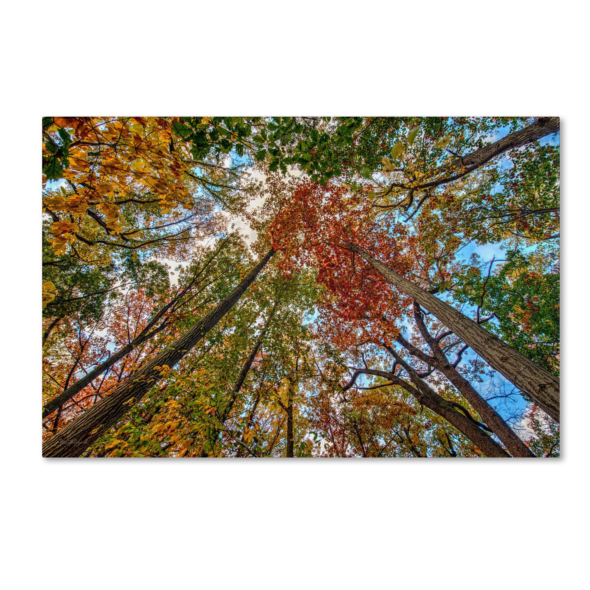 Trademark Fine Art "New York Fall-I" Canvas Art by David Ayash