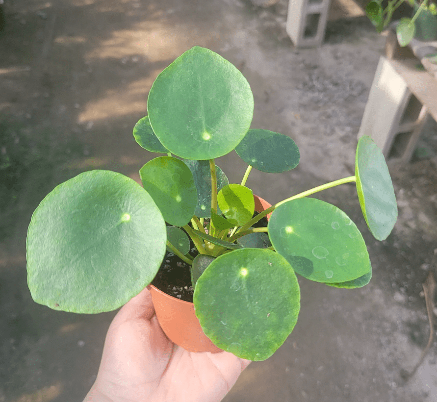 Pilea Peperomioides Plant, Chinese Money Plant in 4 Inc Pot, House Plant for Gardening Outdoors Indoors
