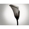 thumbnail image 2 of McLoughlin, James 24x19 Black Ornate Wood Framed with Double Matting Museum Art Print Titled - Calla Lily Studies II, 2 of 4