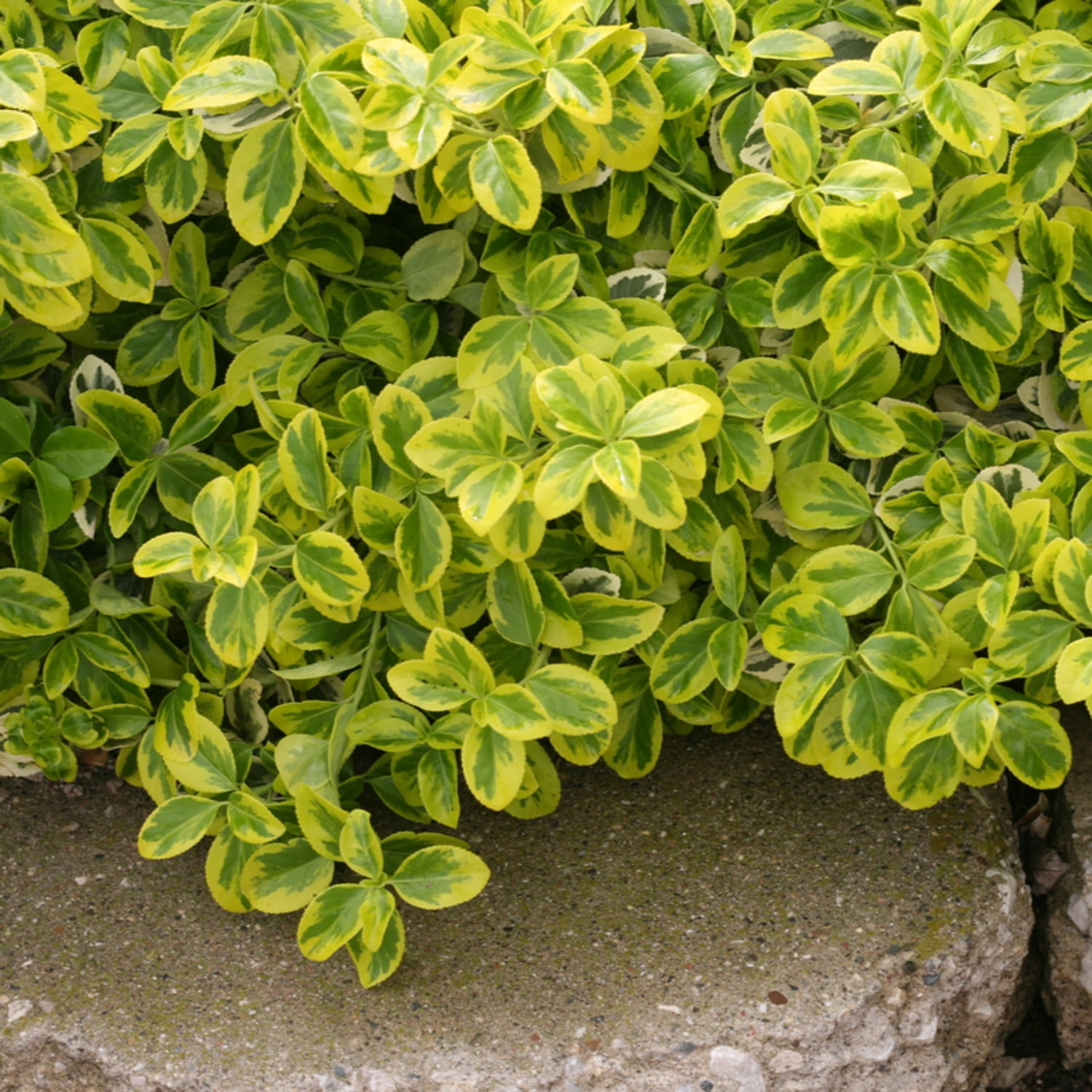 Proven Winners ColorChoice 6" Multicolor Gold Splash Wintercreeper Live Plant in 7.5" Pot