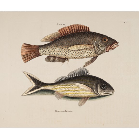 Negro Black-tail Canvas Art - Mark Catesby (18 x 24)