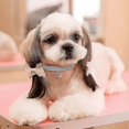 thumbnail image 3 of Pieces Puppy Cat Crystal,bling Rhinestone Pet Collars Dog Collars Sequin Pendant Cat Collar Adjustable Crystal Animal Elastic Collar, 3 of 3