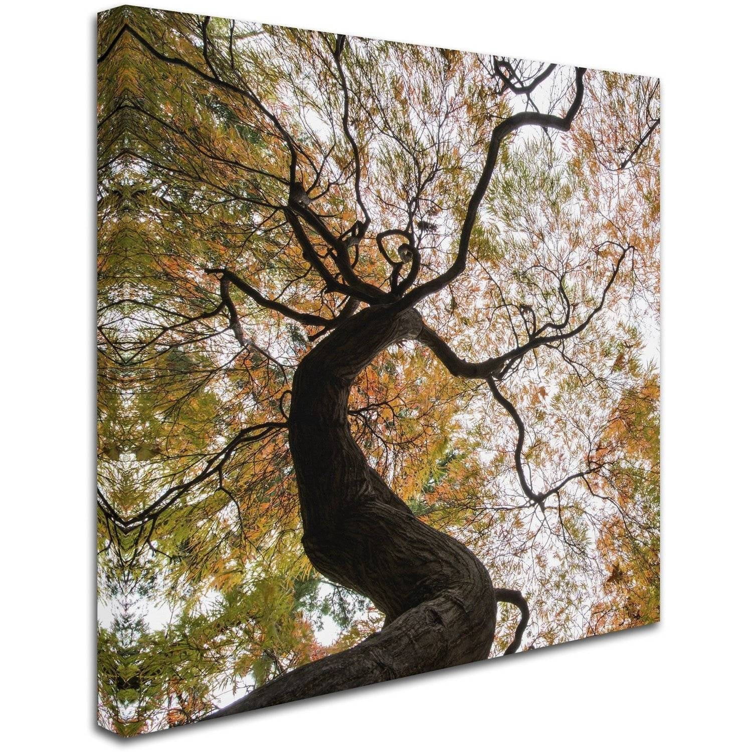 Trademark Fine Art "Under a Japanese Maple 2" Canvas Art by Kurt Shaffer