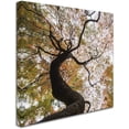 thumbnail image 2 of Trademark Fine Art "Under a Japanese Maple 2" Canvas Art by Kurt Shaffer, 2 of 3