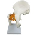 thumbnail image 1 of Juguetes educativos para niños Modelo de Articulación de La Cadera con Ligamentos Funcionales, Modelo Anatómico , Tamaño Natural, 8.27 X 4.72 X 10.24 Pulgadas Magideal Juguetes educativos para niños, 1 of 6