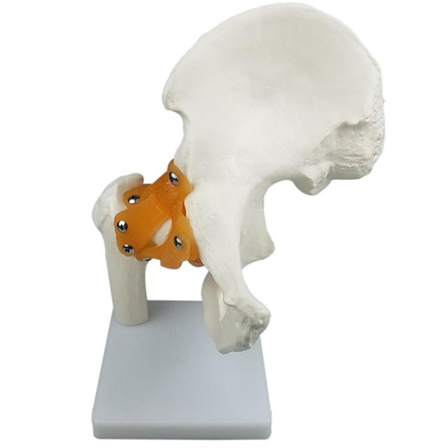 Juguetes educativos para niños Modelo de Articulación de La Cadera con Ligamentos Funcionales, Modelo Anatómico , Tamaño Natural, 8.27 X 4.72 X 10.24 Pulgadas Magideal Juguetes educativos para niños