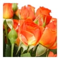 thumbnail image 2 of Ramo minirosas, 2 of 4