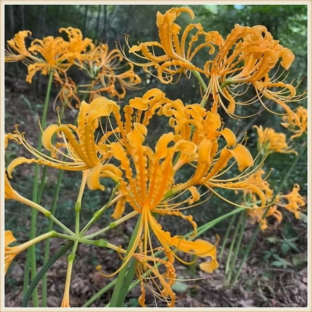 

Spider Lily Bulbs Lycoris Bulbs Planting Ornaments Perennial Garden Simple to Grow Pots Gifts