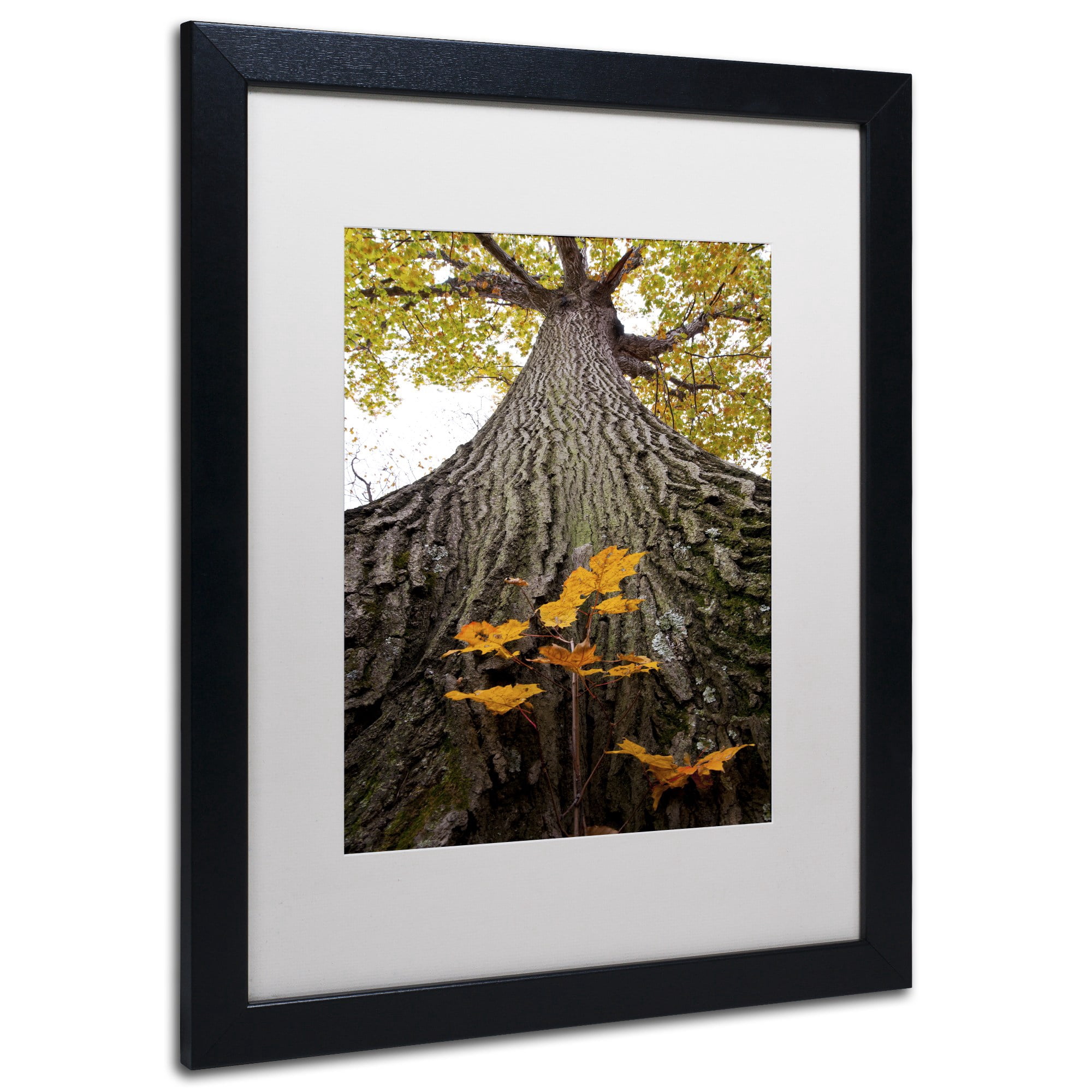 Trademark Fine Art "Aspiring to New Heights" Canvas Art by Kurt Shaffer, White Matte, Black Frame