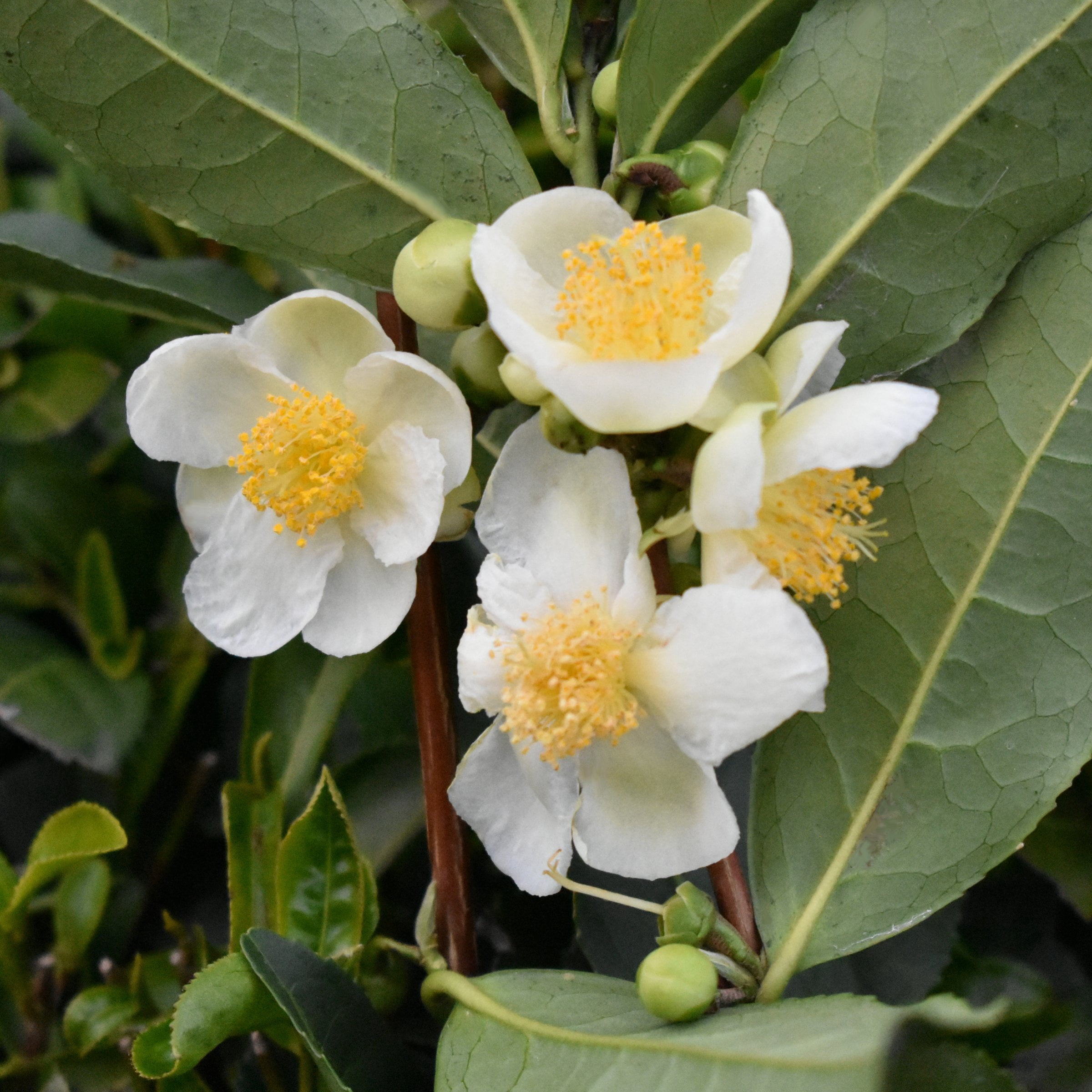 National Plant Network 4 in. Camellia Sinensis Brew-Tea-Ful (16-Pack)
