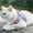 A561 F L, variant on Soft Small Dog Harness And Leash Set Step In Air Mesh Puppy Harness Leash Easy To Walk Dog Harness Vest Adjustable Reflective No Pull Dog Harnesses For Small Dogs Cats Chest Strap Gift For Pet 3XS