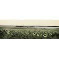 thumbnail image 2 of Blaustein, Alan 18x9 White Modern Wood Framed Museum Art Print Titled - Andalusian Sun Flowers, 2 of 4