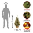 thumbnail image 5 of National Tree Company 3 ft. Snowy Concolor Fir Tree with LED Lights, 5 of 5
