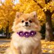 thumbnail image 5 of Collar con pajarita de flores de diamantes de imitación para mascotas (gatos y perros) – Accesorio brillante y ajustable con cristales, ideal para bodas, fiestas, cumpleaños y ocasiones formales., 5 of 6