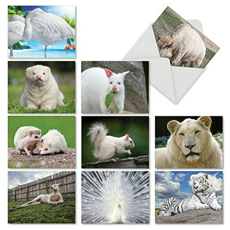 'M6447OCB ALBINAMALS' 10 Assorted All Occasions Note Cards Featuring a Stunning Display of  Uniquely White Animals with Envelopes by The Best Card
