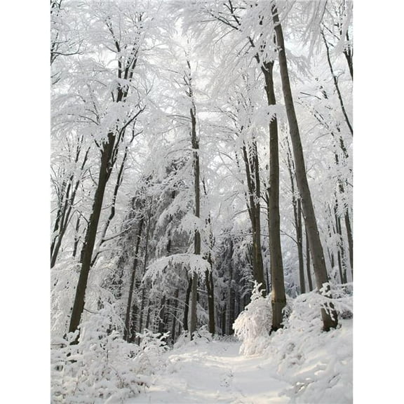 Snowy Path Photography Canvas Art