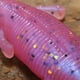 thumbnail image 5 of Wosthever 3 uds cebo Mayfly portátil reutilizable cebos de arrastre simulación realista útil práctico señuelo de pesca pulpo Pescar 2#, 5 of 6